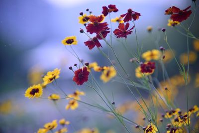 Coreopsis tinctoria flower in the sunset