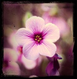 Close-up of pink flower