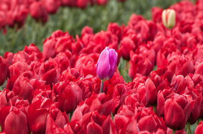 Close-up of red and pink tulips blooming on field
