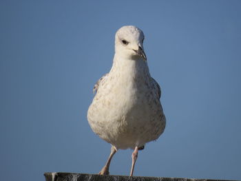 Low angle view of seagull perching against clear blue sky