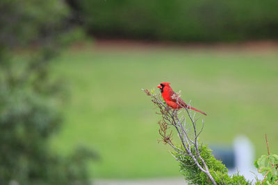 Close-up of a bird perching on plant