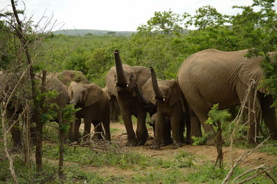 Elephants of all ages sniffing the air