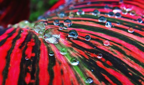 Close-up of water drops on red leaf