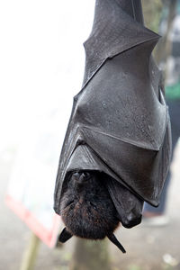 Close-up of bird hanging outdoors