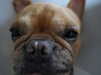 Portrait of dog looking at camera