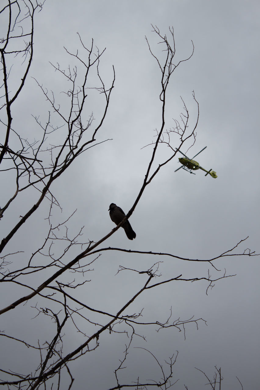 LOW ANGLE VIEW OF A BIRD PERCHING ON BARE TREE