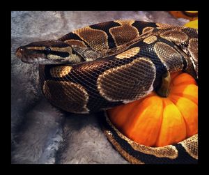 High angle view of pumpkin pumpkins