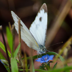 Close-up of insect on plant