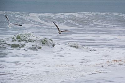 Seagull flying over sea