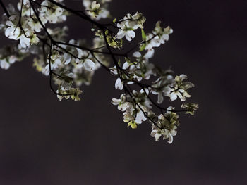 Close-up of white cherry blossoms in spring