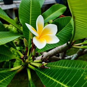 Close-up of frangipani on green leaves on plant