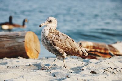 Seagull perching on a beach