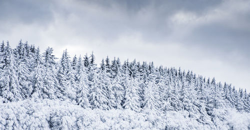 Pine trees on snow covered land against sky