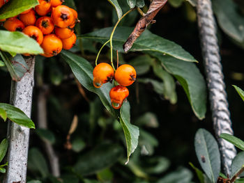 Close-up of fruits on tree