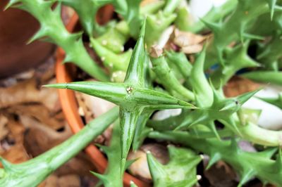 Close-up of fresh green plant