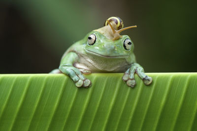 Close-up of snail on frog over leaf