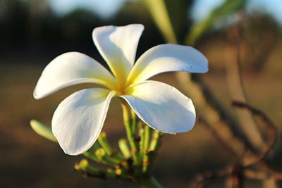 Close-up of frangipani blooming outdoors