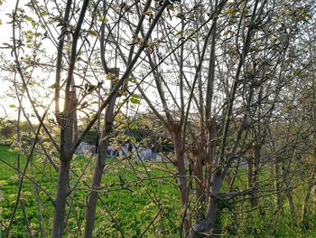 View of trees in forest