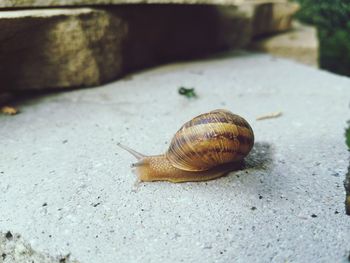 Close-up of snail