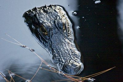 Close-up of an alligator in water