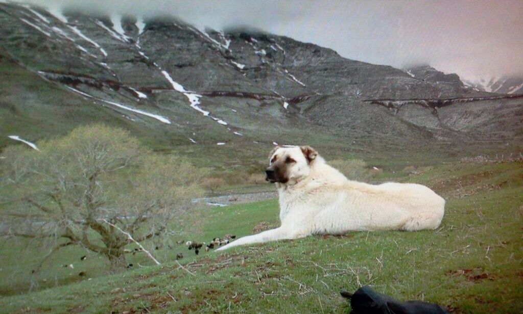 animal themes, domestic animals, mammal, one animal, grass, mountain, field, nature, landscape, sky, livestock, pets, beauty in nature, tranquil scene, day, tranquility, grassy, dog, no people, outdoors