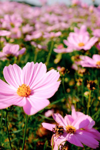 Close-up of pink cosmos flower on field