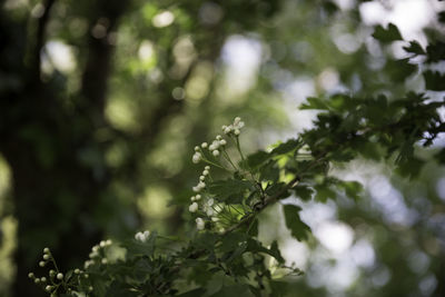 Plant growing on tree