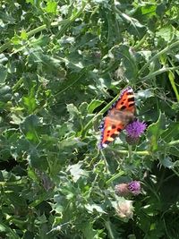 Close-up of butterfly perching on flower