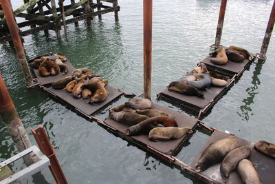 High angle view of snake on sea shore