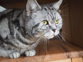 Close-up portrait of a cat