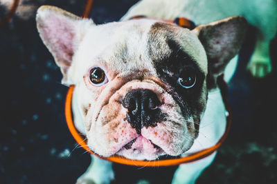 Close-up of a dog