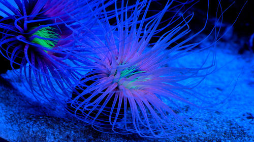 Close-up of jellyfish swimming in sea