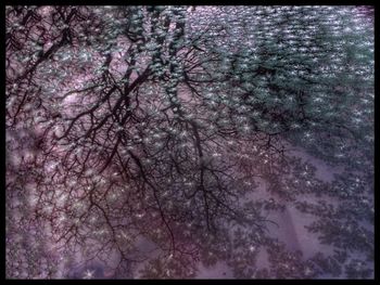 Full frame shot of tree