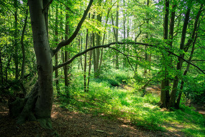 Trees growing in forest