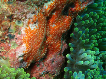 Close-up of fish swimming in sea