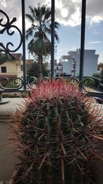 Close-up of cactus plant against window