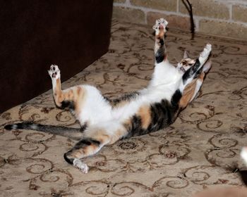High angle view of cat resting
