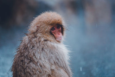 Portrait of monkey sitting outdoors during snowfall