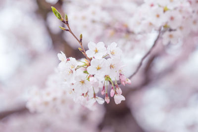 Close-up of cherry flowers blooming on tree