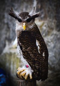 Close-up of owl perching on branch