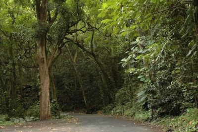 Road passing through forest