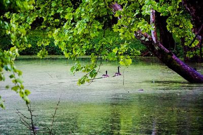 Bird on tree by lake