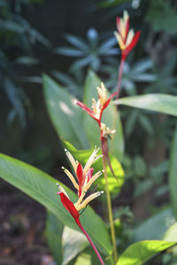 Close-up of red flowering plant