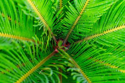 Close-up of green leaves