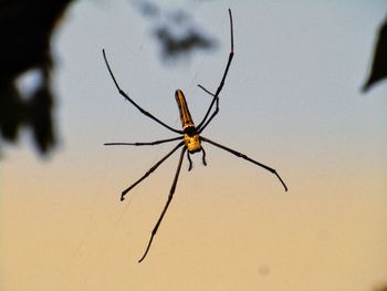 Close-up of spider on web