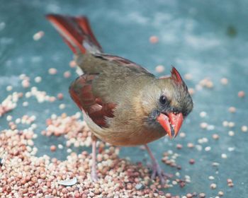 Close-up of a bird