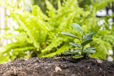 Close-up of small plant growing on field