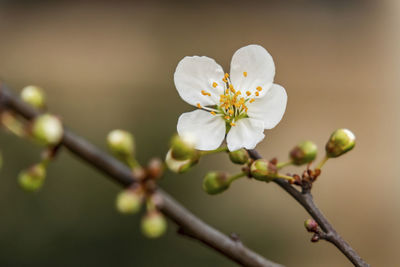 Close-up of white cherry blossoms in spring