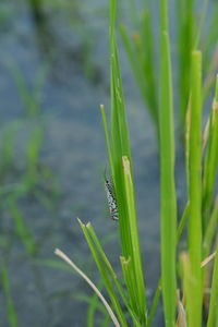 Close-up of insect on grass