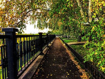 Footpath amidst trees in park